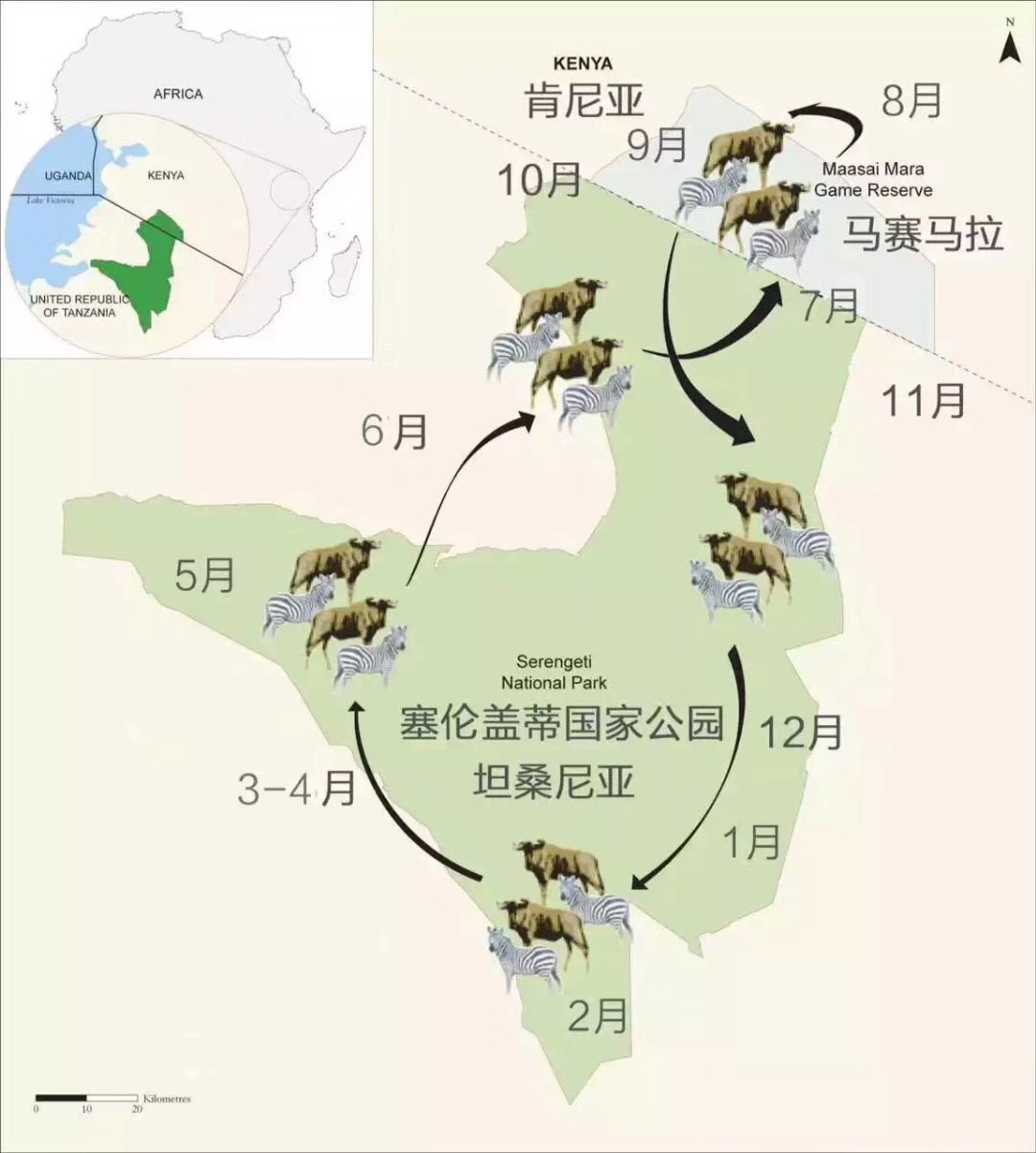 合肥去中东非旅游动物迁徙时刻表
