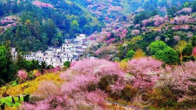 合肥到徽州卖花渔村旅游2